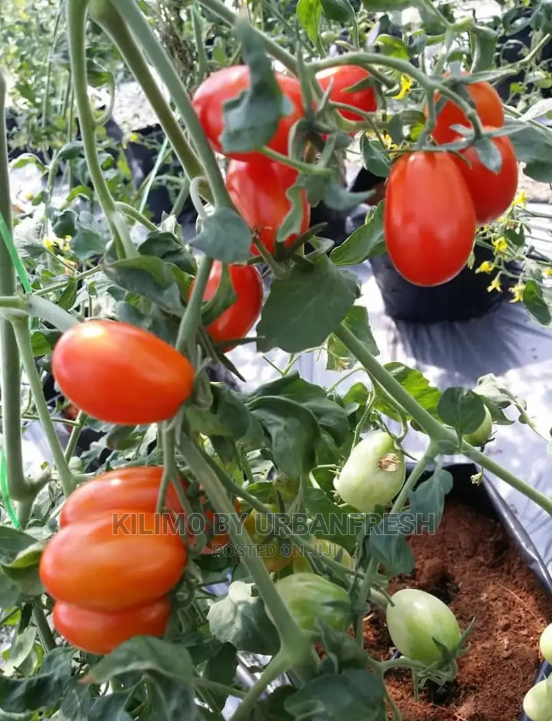 Tomato Cherry 50 Seedlings.