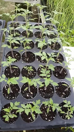 Tomato Cherry 50 Seedlings.