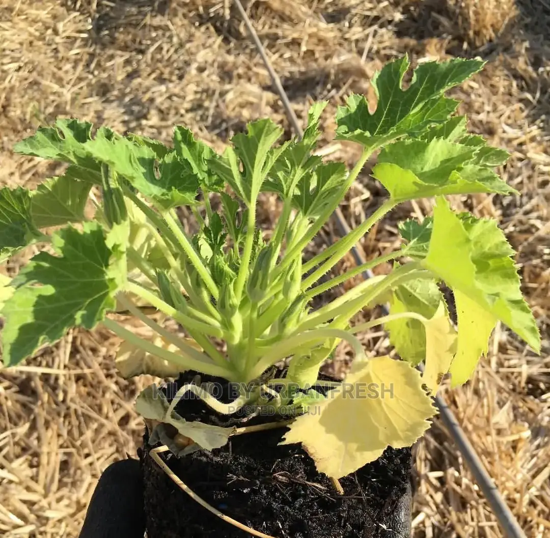 Courgette Vegetable Seedling Moq100
