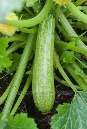 Courgette Vegetable Seedling Moq100