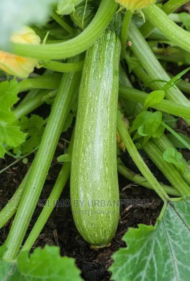Courgette Vegetable Seedling Moq100 - thumbnail 3