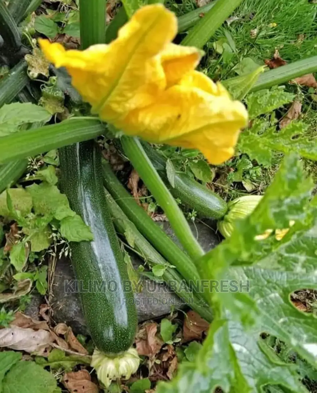 Courgette Vegetable Seedling Moq100