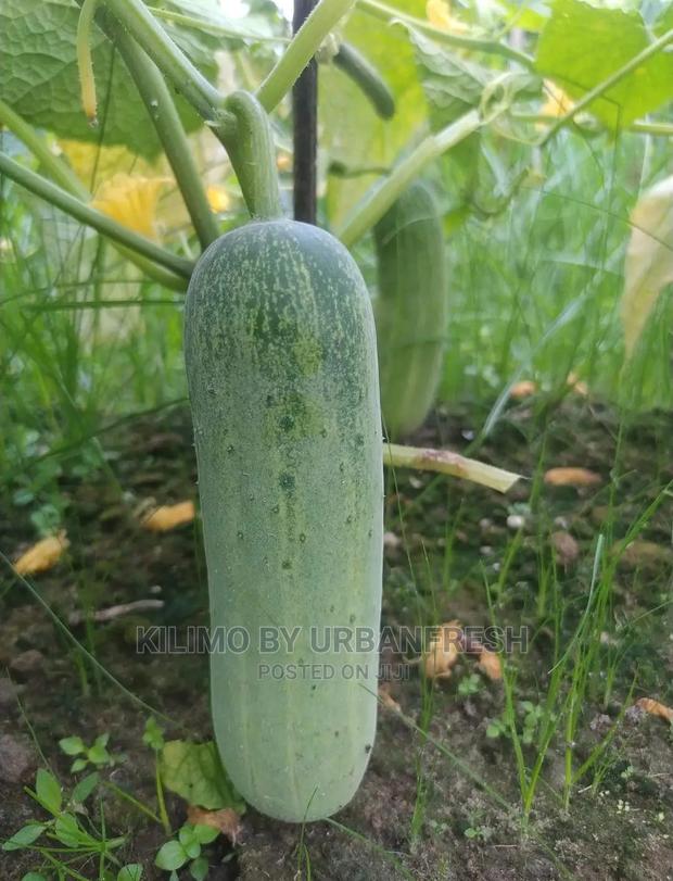 Cucumber Vegetable Seedling Moq100 - main view