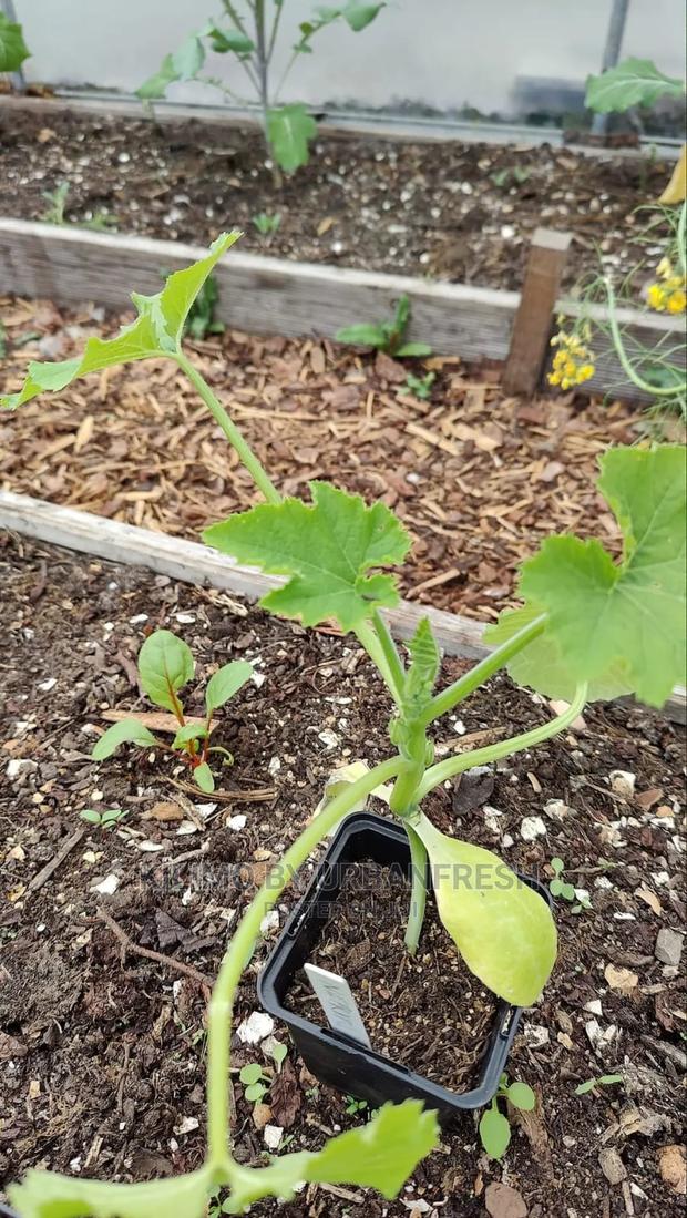 Cucumber Vegetable Seedling Moq100 - thumbnail 2