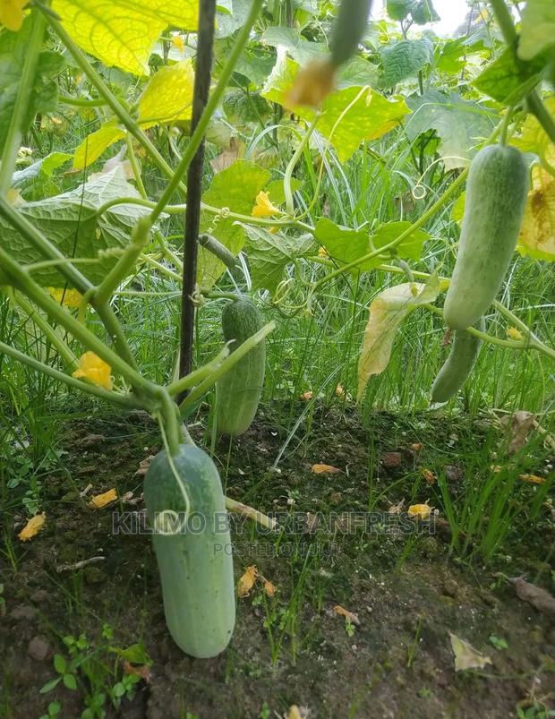 Cucumber Vegetable Seedling Moq100 - thumbnail 3