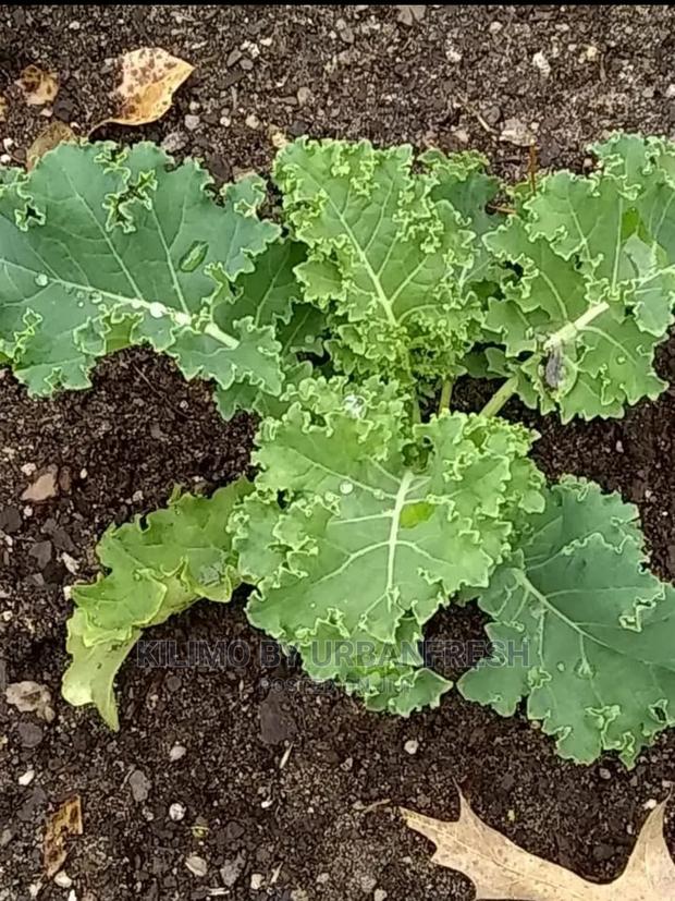 Curly Kale Vegetable Seedling Moq100 - main view