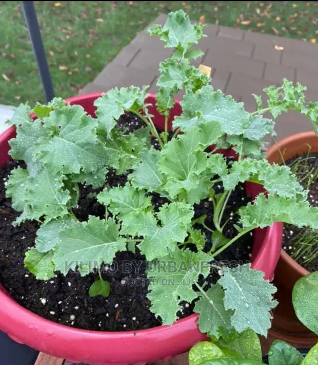 Curly Kale Vegetable Seedling Moq100 - thumbnail 3