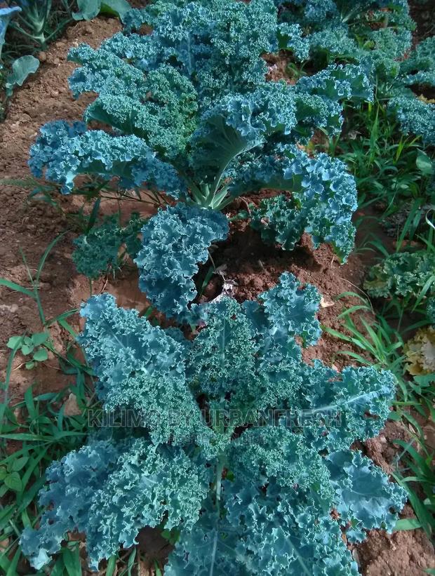 Curly Kale Vegetable Seedling Moq100 - thumbnail 4