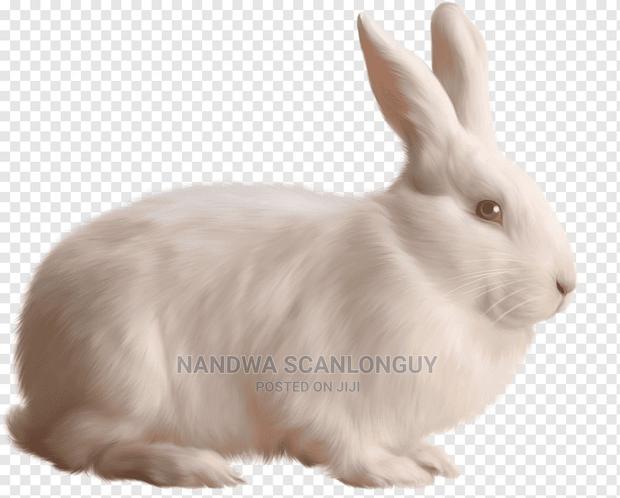 Hybrid Rabbits Available.Call - thumbnail 10