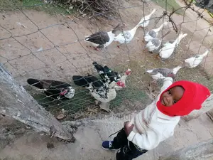 Mature Goose, White in Color