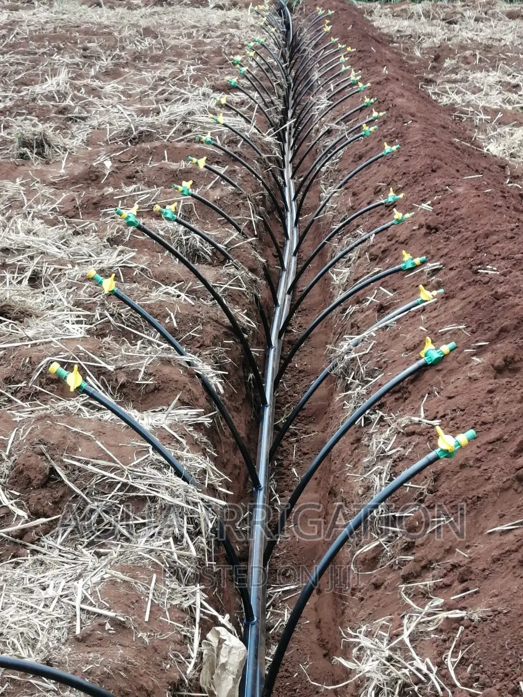 Driplines Irrigation System