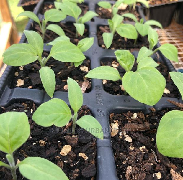 Egg Plant Vegetable Seedling Bunch of 30. - main view