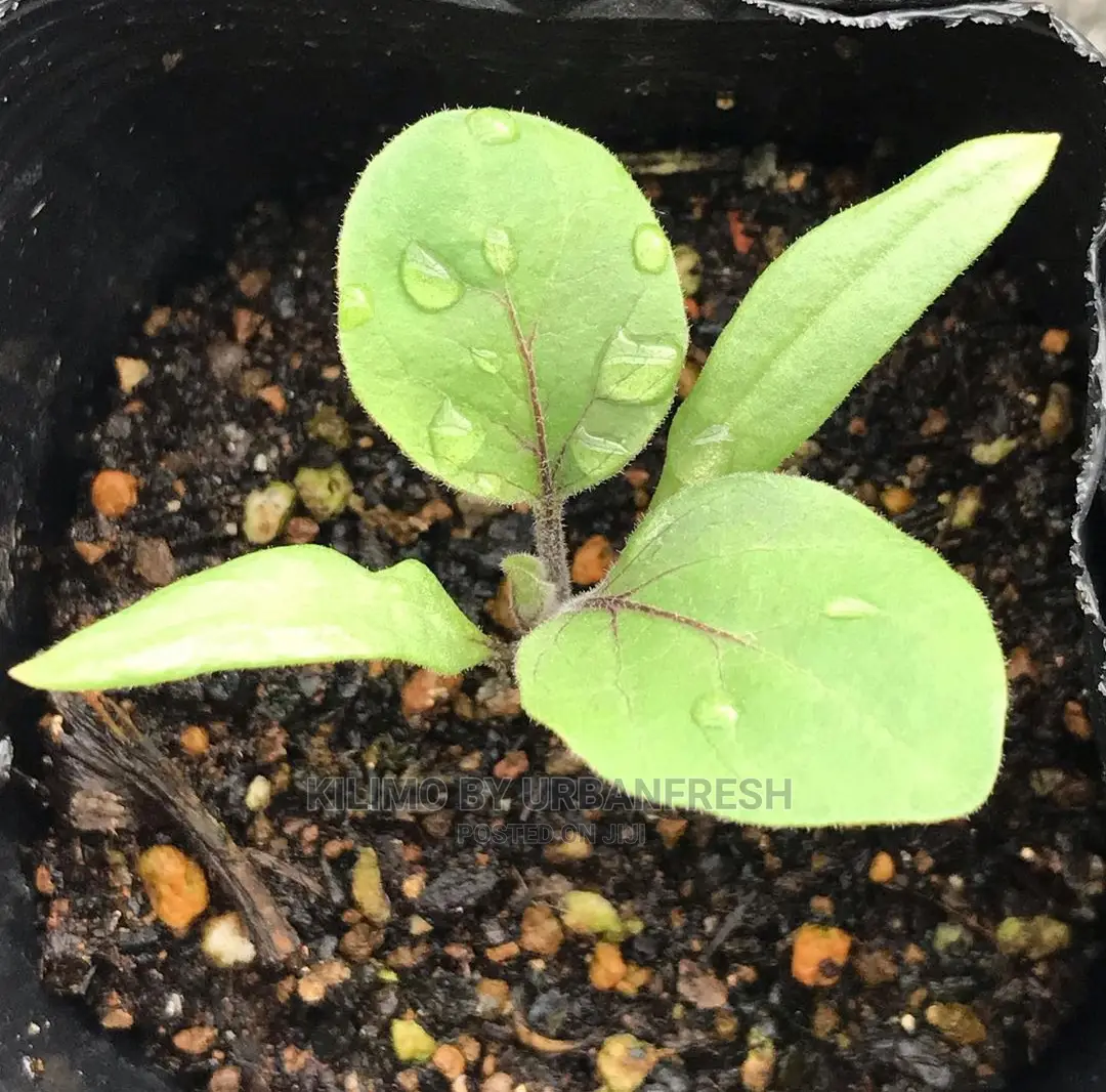 Egg Plant Vegetable Seedling Bunch of 30.