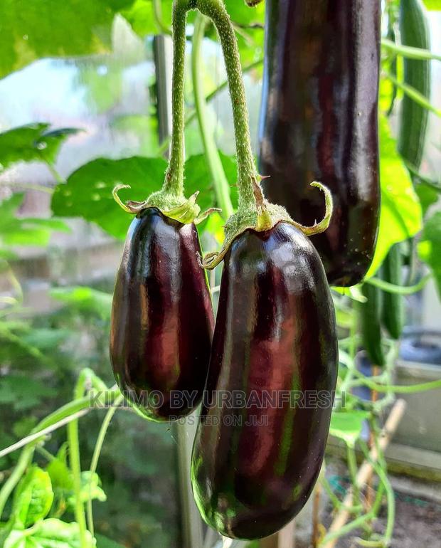 Egg Plant Vegetable Seedling Bunch of 30. - thumbnail 4