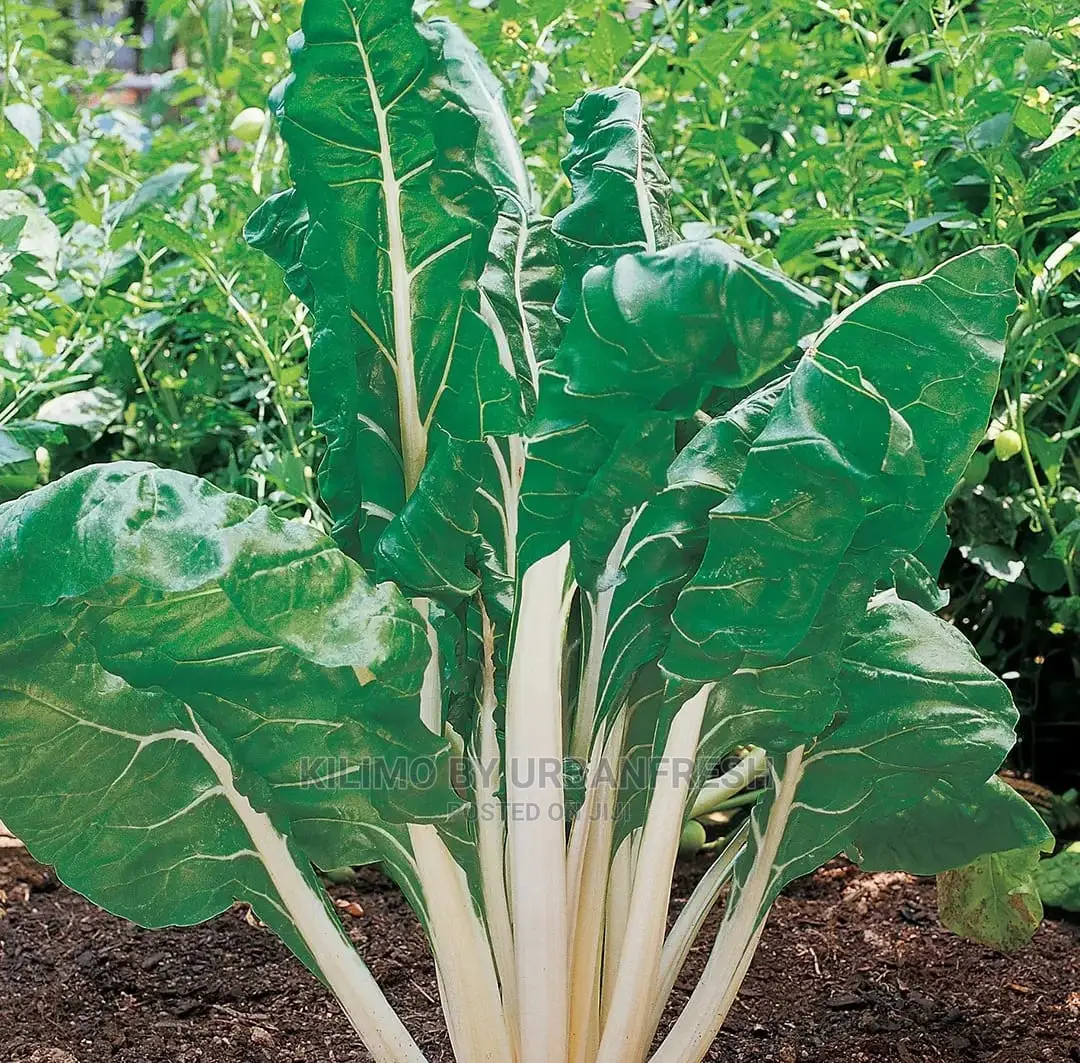 Giant Spinach Vegetable Seedling Bunch of 100.