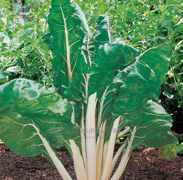 Giant Spinach Vegetable Seedling Bunch of 100. - thumbnail 2