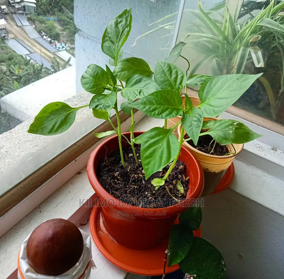 Green Capsicum (Hoho)Seedling Bunch of 100