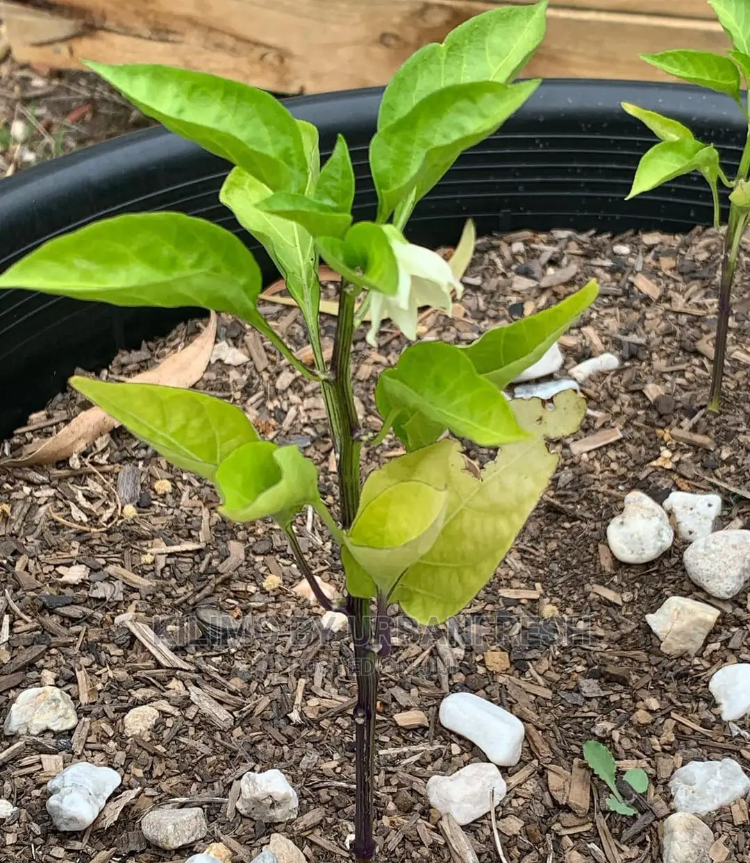 Green Capsicum (Hoho)Seedling Bunch of 100