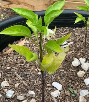 Green Capsicum (Hoho)Seedling Bunch of 100