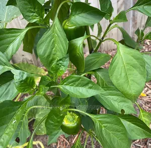 Green Capsicum (Hoho)Seedling Bunch of 100