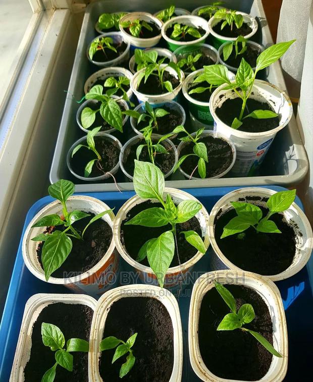 Hebanero Seedling Moq 20. - main view