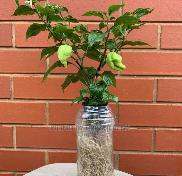 Hebanero Seedling Moq 20. - thumbnail 3