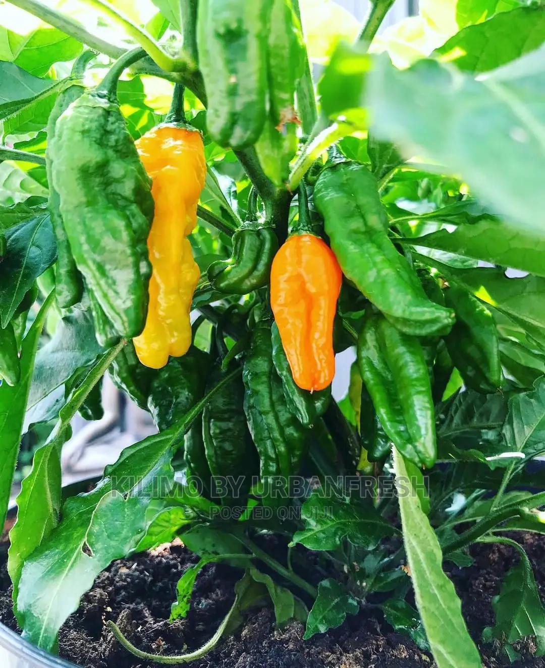 Hebanero Seedling Moq 20.