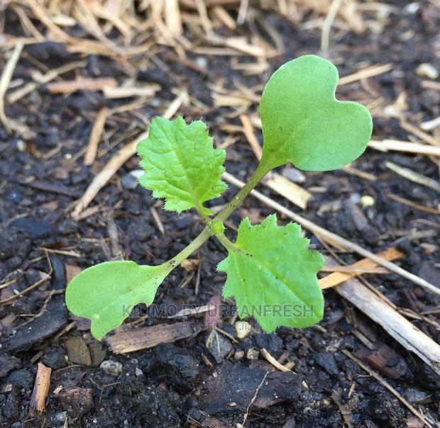 Turnip Seedling Moq100 - main view