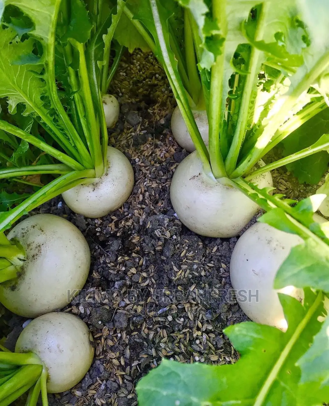 Turnip Seedling Moq100