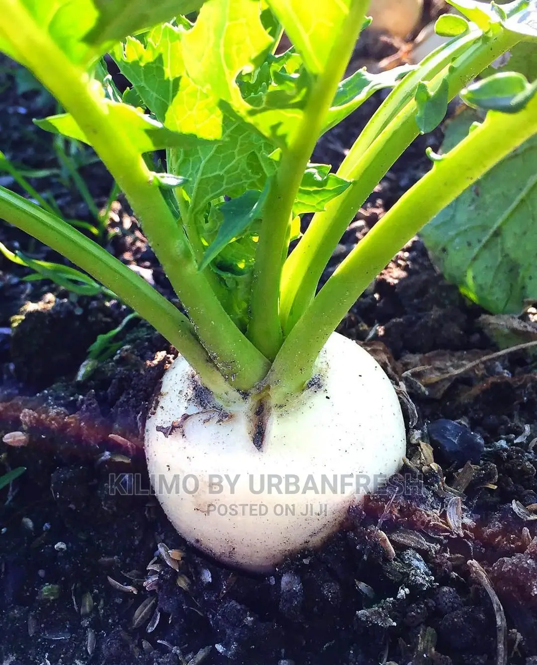 Turnip Seedling Moq100