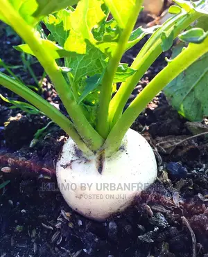 Turnip Seedling Moq100