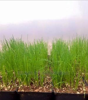 Leeks Vegetable Seedling Moq100 - thumbnail 2