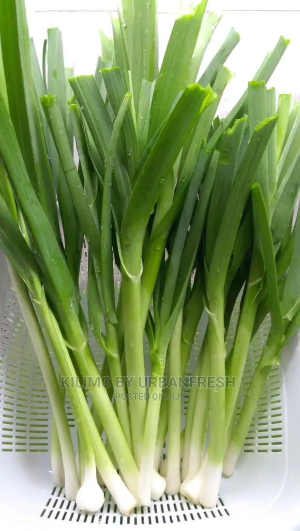 Leeks Vegetable Seedling Moq100 - thumbnail 3