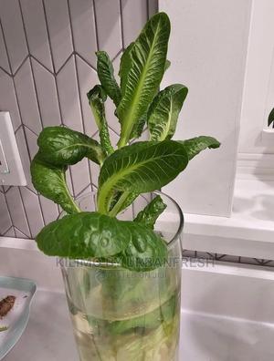 Lettuce Seedling Moq100 - thumbnail 2