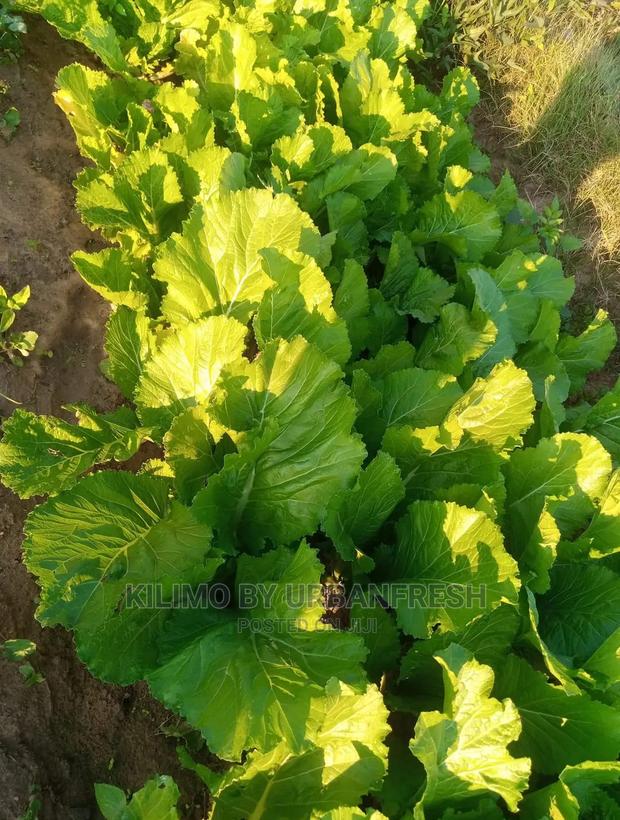 Lettuce Seedling Moq100 - thumbnail 3