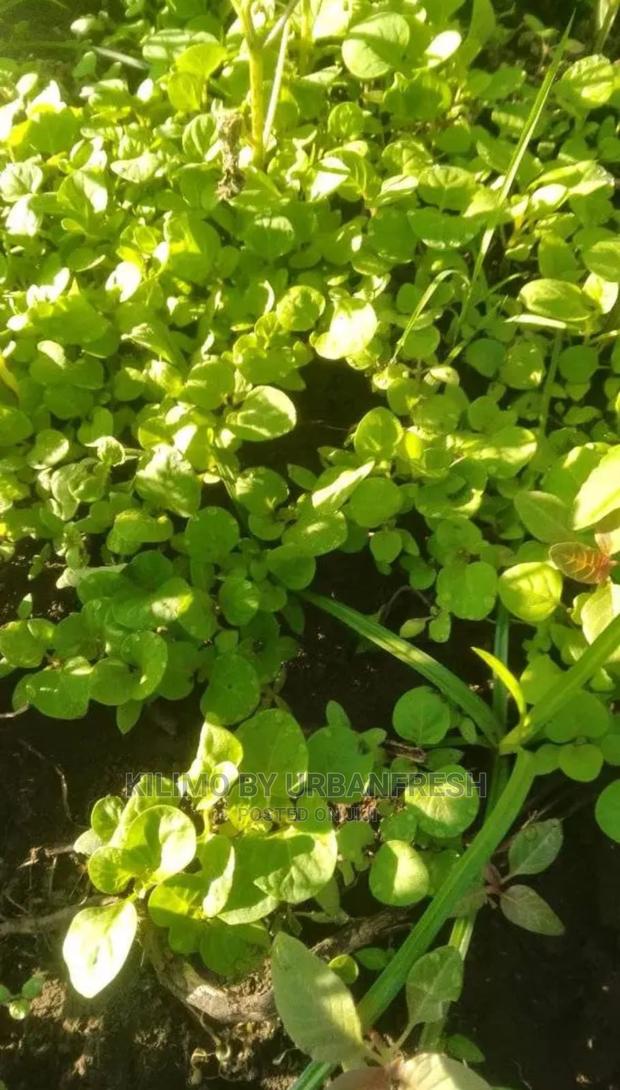 Managu Seedling Moq100 - main view