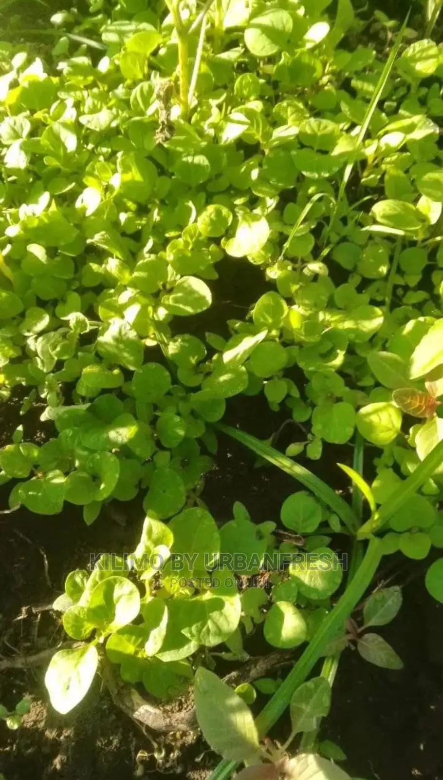 Managu Seedling Moq100