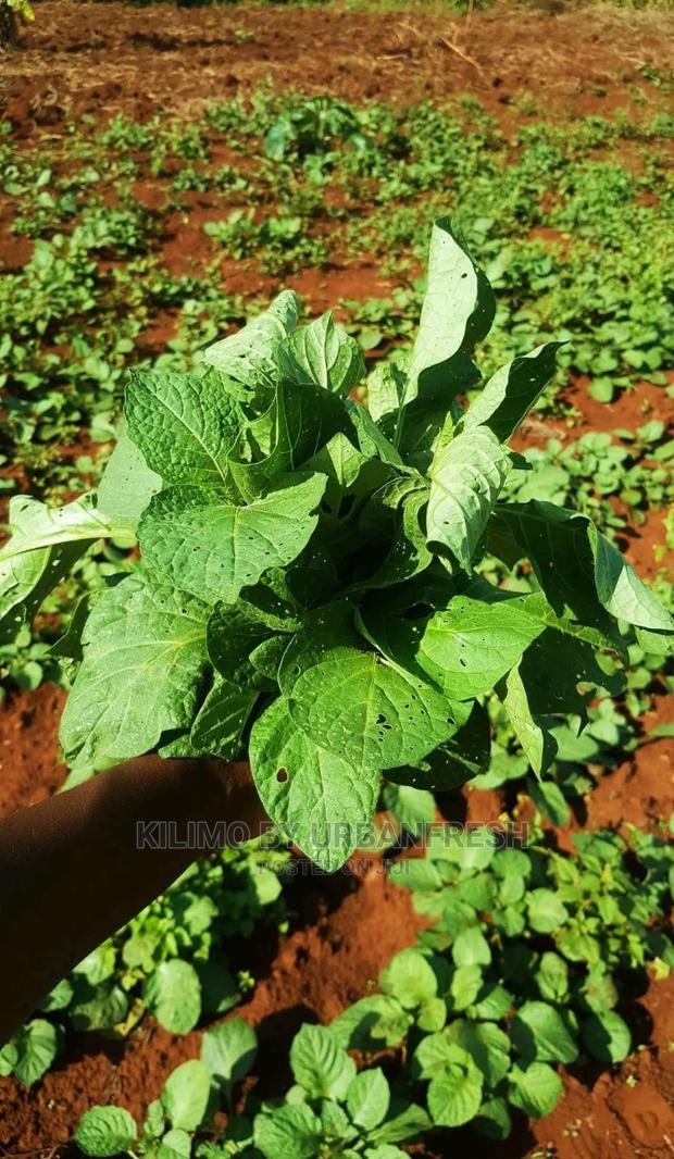 Managu Seedling Moq100 - thumbnail 3