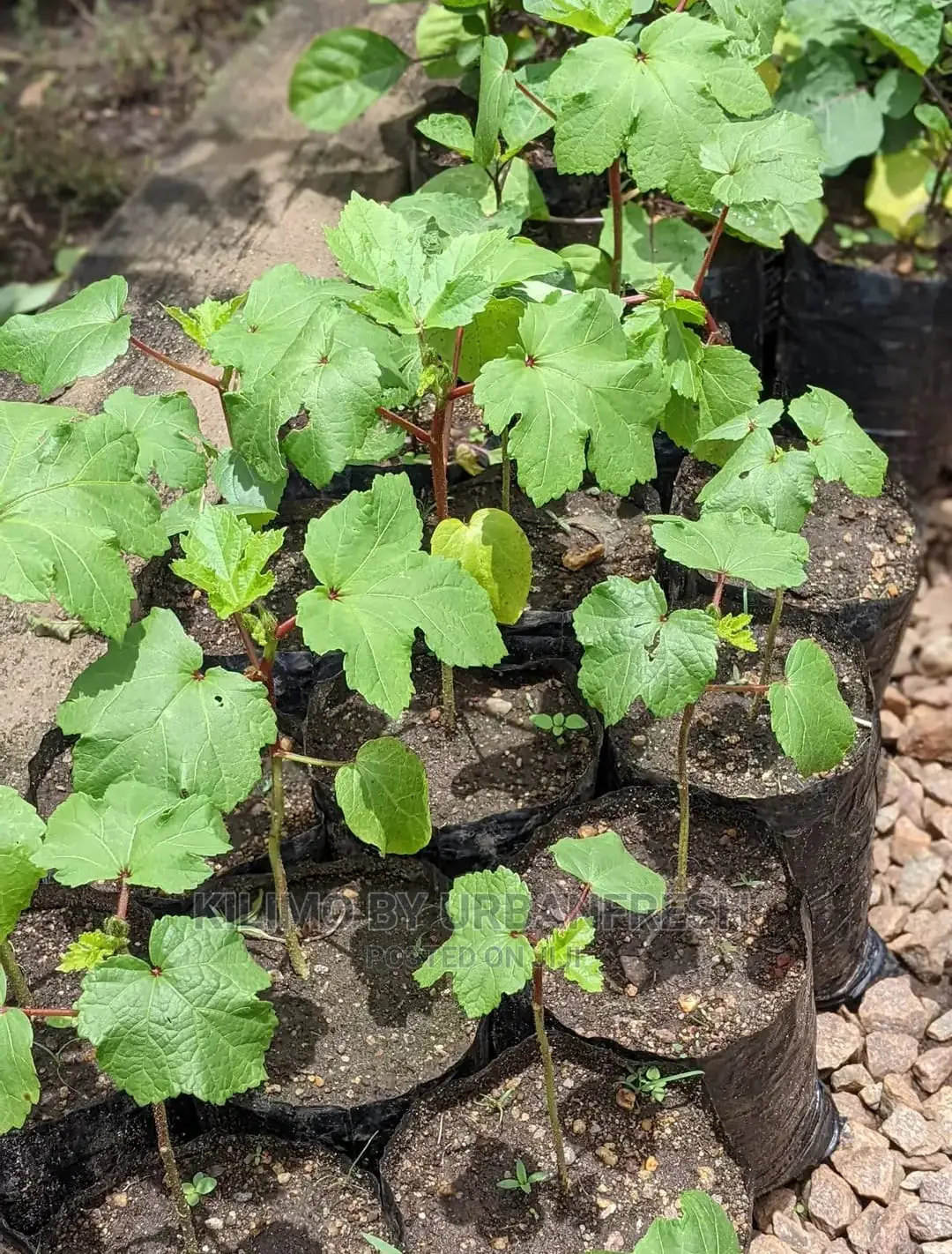 Okra Seedling Moq 20.