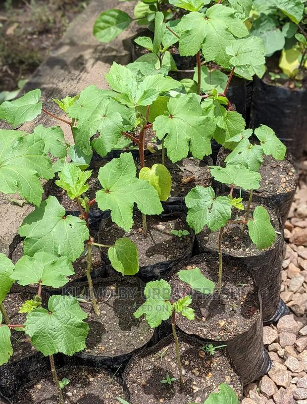 Okra Seedling Moq 20. - main view