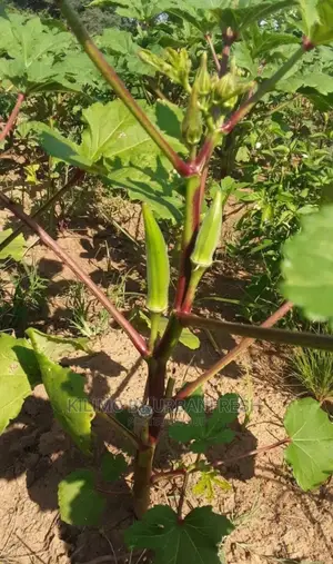 Okra Seedling Moq 20.
