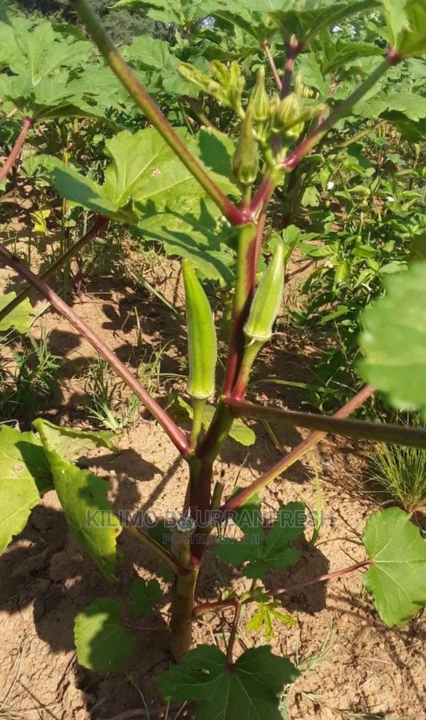 Okra Seedling Moq 20. - thumbnail 3