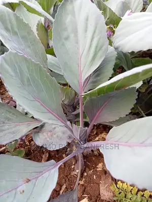 Red Cabbage Seedling Bunch of 100seedlings.