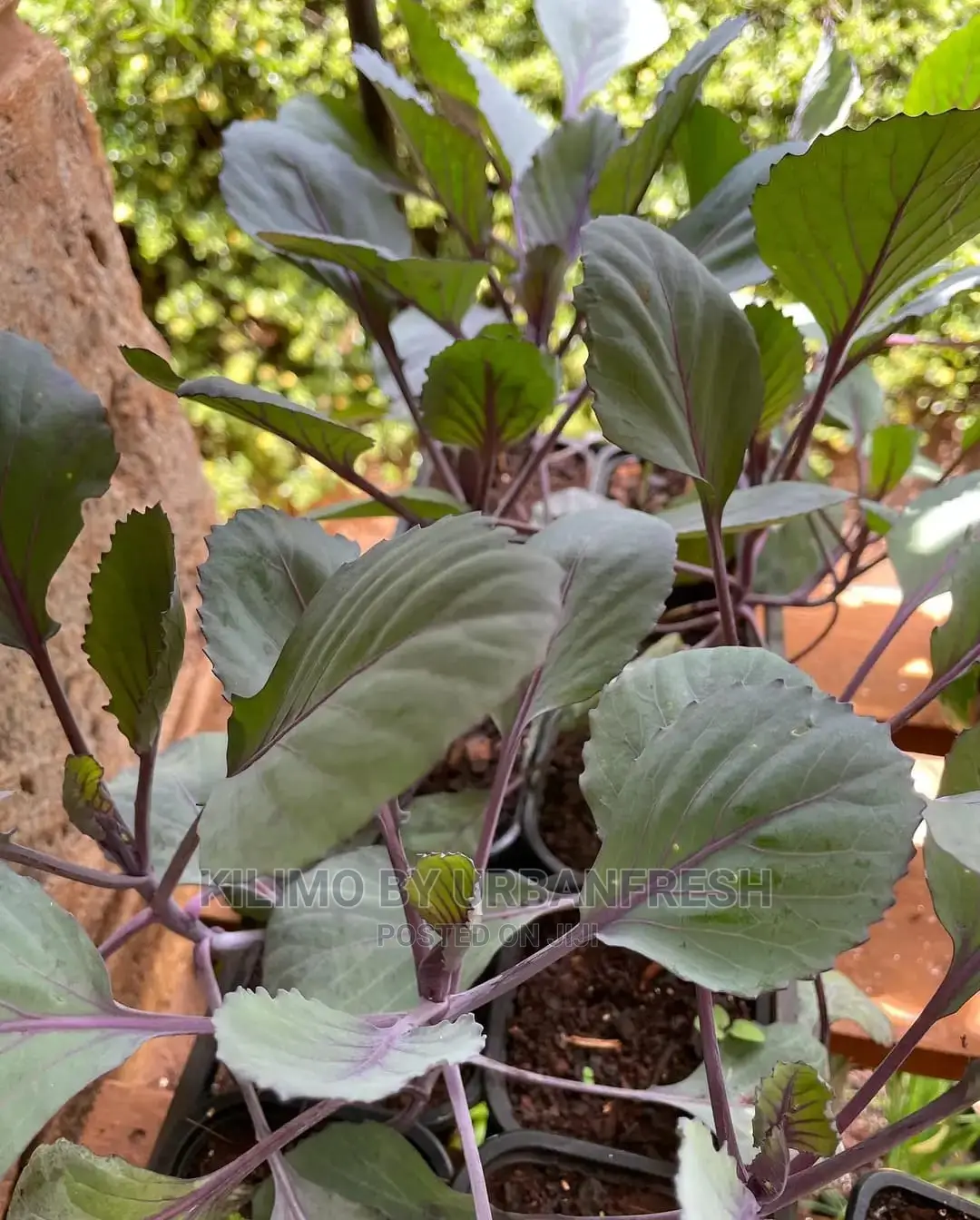 Red Cabbage Seedling Bunch of 100seedlings.