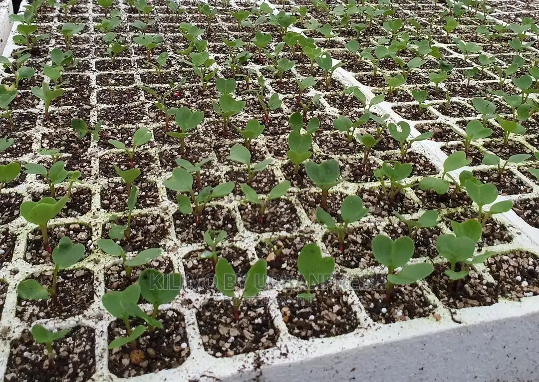 Radish Seedling Moq 50