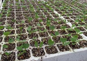 Radish Seedling Moq 50 - thumbnail 2