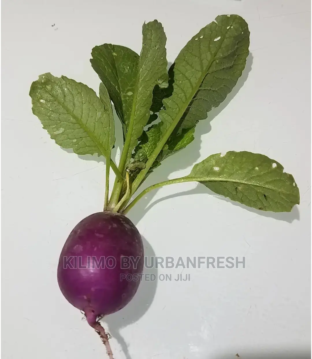 Radish Seedling Moq 50