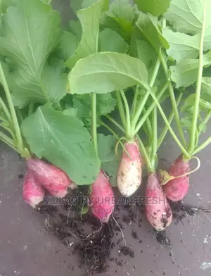 Radish Seedling Moq 50