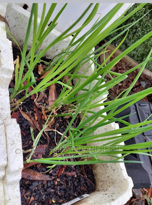 Spring Onions Seedlings Bunch of 150 - main view