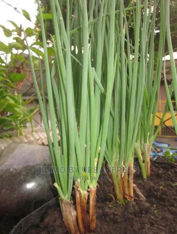 Spring Onions Seedlings Bunch of 150 - thumbnail 3